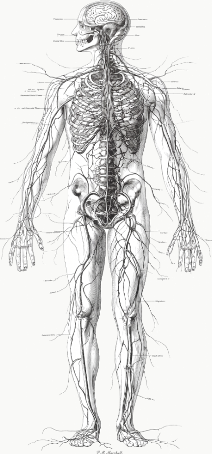 Vintage human physiology illustration